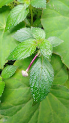 Achimenes longiflora