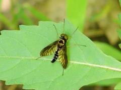 Chrysopilus thoracicus