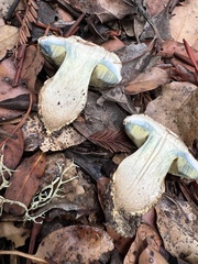 Caloboletus marshii