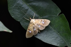 Nosophora