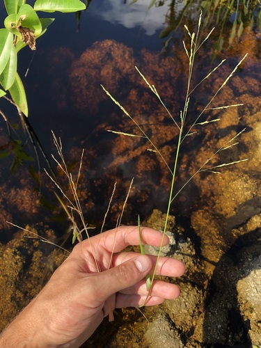 Panicum bartowense observed 2022-10-16