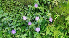 Achimenes longiflora