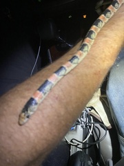 Rhinocheilus lecontei