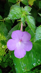 Achimenes longiflora