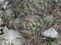 Coryphantha sulcata