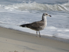 Larus fuscus
