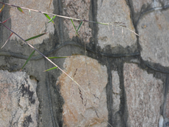 Cleistogenes