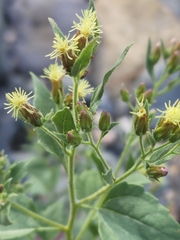 Brickellia floribunda