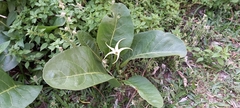 Jaborosa integrifolia