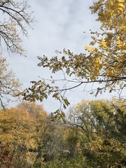 Phellodendron amurense