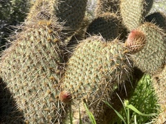 Opuntia pycnantha