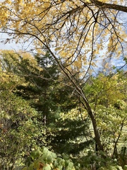 Phellodendron amurense