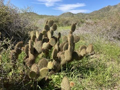 Opuntia pycnantha
