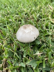 Agaricus californicus