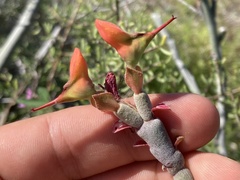 Euphorbia lomelii