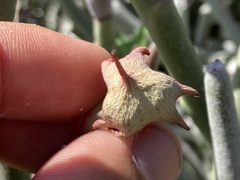 Euphorbia lomelii