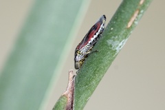 Homalodisca liturata