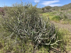 Euphorbia lomelii