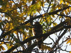 Accipiter cooperii