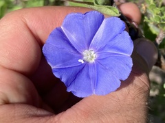 Jacquemontia abutiloides