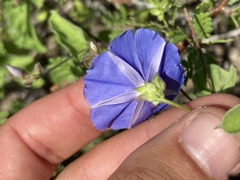 Jacquemontia abutiloides