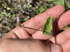 Jacquemontia abutiloides