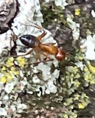 Camponotus snellingi