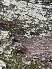 Camponotus snellingi