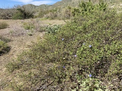 Jacquemontia abutiloides