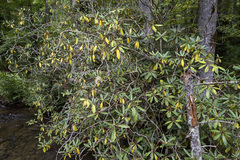 Rhododendron maximum