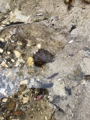 Phlyctenactis tuberculosa