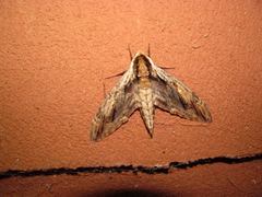 Ceratomia amyntor