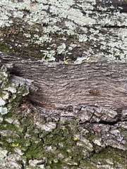 Camponotus snellingi