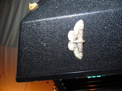 Iridopsis larvaria