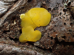 Dacrymycetaceae