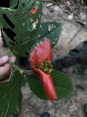 Palicourea tomentosa