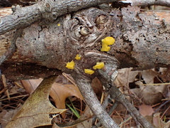 Dacrymycetaceae