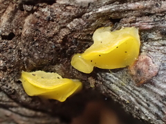 Dacrymycetaceae