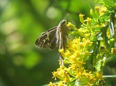 Eudamini