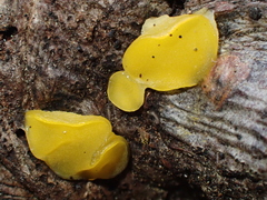 Dacrymycetaceae