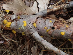 Dacrymyces chrysospermus