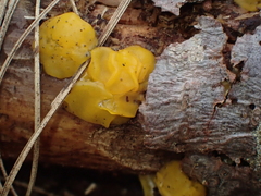 Dacrymyces chrysospermus