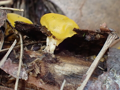 Dacrymyces chrysospermus