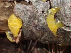 Dacrymyces chrysospermus