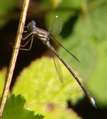 Archilestes californicus