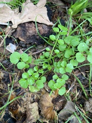 Cardamine flexuosa