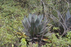 Agave