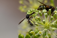 Physocephala furcillata