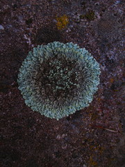 Dimelaena