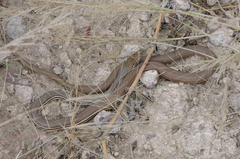 Masticophis bilineatus